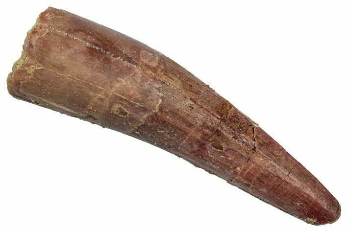 Fossil Spinosaurus Tooth - Real Dinosaur Tooth #345471